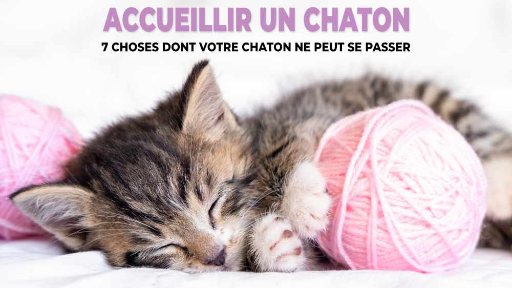 Accueillir un chaton